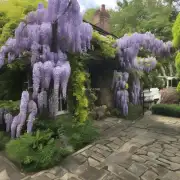 Do you have any tips for successful pruning of my wisteria plant?