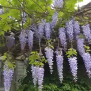 Can I use shears or can only hand tools be used when pruning my wisteria plant?