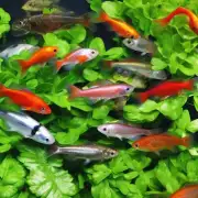 在水培盆栽中可以养活哪些种类的小型淡水鱼类？