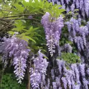 Are there any signs that indicate it's time to prune my wisteria plant?