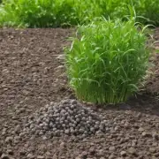 为什么需要这种肥料呢？
