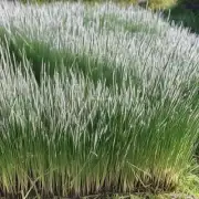 水晶草是否只生长在某些特定地区或国家里？