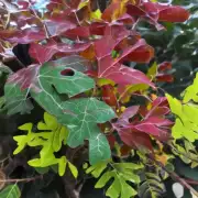 它的叶子是什么颜色和形状？