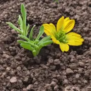 需要什么样的土壤来栽培铁线莲植物？