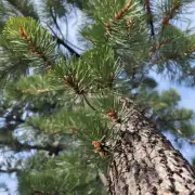 白皮松是一种什么类型的树木？