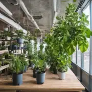 在城市里种植室内植物有哪些注意事项？