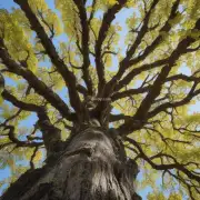 怎样才能使富贵树茁壮成长并开花结果？