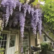 Questions about 'When to prune the wisteria'?