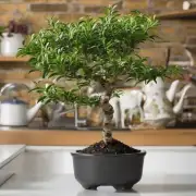 在室内种植茶花树有哪些好处？