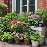 哪些类型的花卉适合栽植于城市花园中?
 有哪些常见的室内观叶植物可以放在阳台上或窗台上呢？