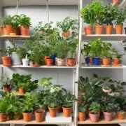 如何保持小型植物健康并茁壮成长？