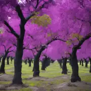 在进行紫薇树裸根移植时需要注意哪些方面？