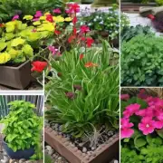 这是否适合在家庭花园里栽种这类植物作为装饰品或者用于室内环境美化？