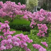 在春天里，米兰花园通常会在什么时候开始绽放？