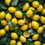 什么是最佳时机去摘取成熟的柠檬吗？