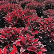 为什么有些植物在阳光下会发红或变成其他颜色而另一些则不会改变其原色系？