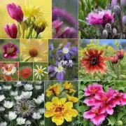 在不同的季节里为什么某些种类的花卉会在春天开放而不是其他时间点上出现？