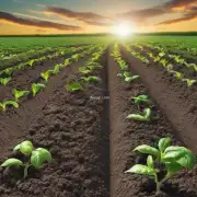 土培和施肥对植物生长的影响有哪些？
