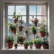 如果你没有足够的空间来放置一个完整的花园，那么如何在阳台或窗台上栽种月季？