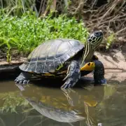 龟背竹需要施加多少氮、磷和钾？