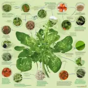 如何识别和治疗常见的植物疾病和营养不良症状？