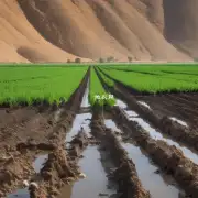 在不同的季节中应该如何进行灌溉工作?
如果发现土壤干燥怎么办？