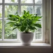 什么是常见的室内盆栽植物？