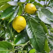 如果您的柠檬树是室内植物并且没有足够的阳光照射到叶片上以产生新的生长点，那么您是否认为它仍然有必要定期修剪它们来保持健康状态并防止过度茂盛成长？