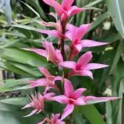 夏威夷竹的花是白色或粉色吗？