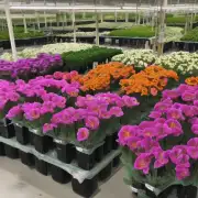 对于那些想要在家中栽培自己的菊花的人来说，你需要知道一些什么技巧才能成功地培育出高质量的花朵吗？