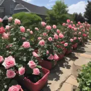 如果你没有自己的花园或庭院空间，你可以使用哪种室内栽培方法种植盆栽玫瑰花呢？