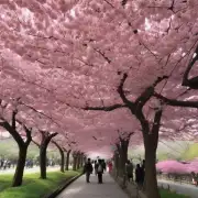 在日本文化中，樱花被视为一种重要的花卉植物，有什么特殊的历史和传统与之相关联吗？