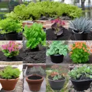 如何选择合适的盆和土壤来种植这些植物?