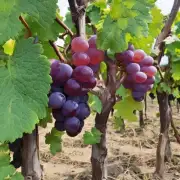 br 如何判断一颗葡萄是熟还是未熟？