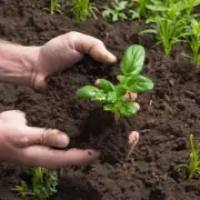 什么是最好的时间来更改土壤以避免伤害您的植物？