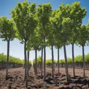 如果要栽种这些树木，需要考虑哪些因素以确保它们能够成功地成长并茁壮发展吗？