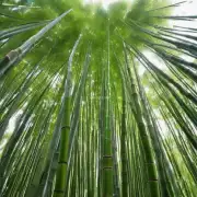 你想知道紫竹的成长速度如何？