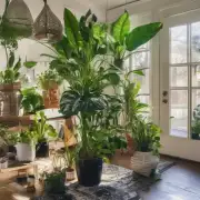 什么是室内植物？