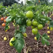 你想知道哪些类型的植物可以种植水果？