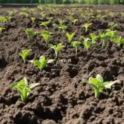 如果要使用腐叶土作为肥料来滋养植物的话需要多少量?？