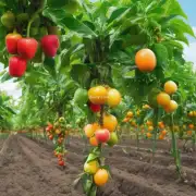 如何正确地施肥帮助月季植株快速成熟并在短时间内产生更多的果实？