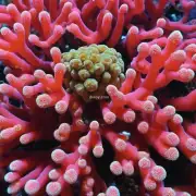 彩珊瑚是一种什么植物？