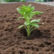 8. 为了提高扦插成功率以及促进植株健康成长，我们应该如何管理土壤养分含量的变化？