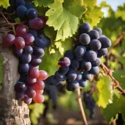 br 哪些品种的葡萄最适合用来制作甜酒或者白兰地?r 如果我想在家里自己酿造红酒的话需要购买特定类型的设备么？