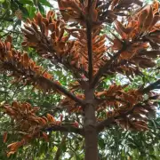 桂花树是木兰科的一种树木吗？