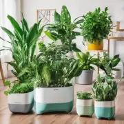 哪些种植物适合用于室内装饰和空气净化器？
