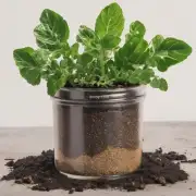 你能告诉我一些有关于植株和土壤的知识吗？