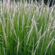 水晶草在自然界中很常见还是不常见的呢？