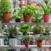 家里的阳台适合种植哪些植物？