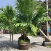 你知道如何保持迷你椰子树的水分平衡吗？